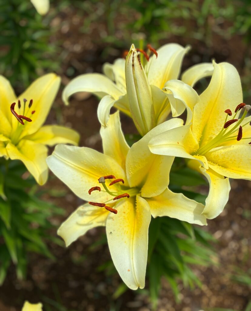 百合の花